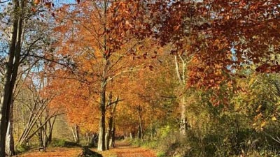 Осенний романс